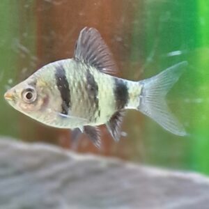 Puntius nigrofasciatus
