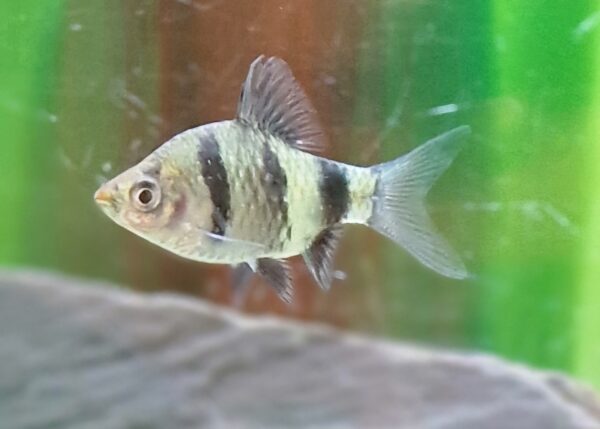 Puntius nigrofasciatus