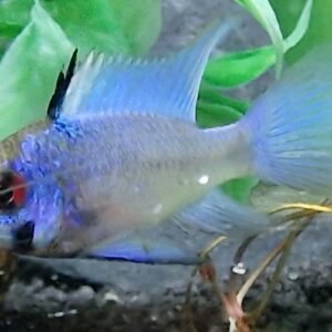 Apistogramma / microgeophagus ramirezi electric blue