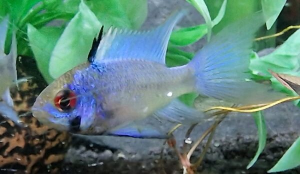 Apistogramma / microgeophagus ramirezi electric blue