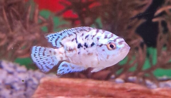 Rocio octofasciatus ( jack dempsey electric blue )