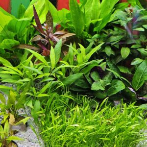 Alle aquariumplanten in pot -/- 15%