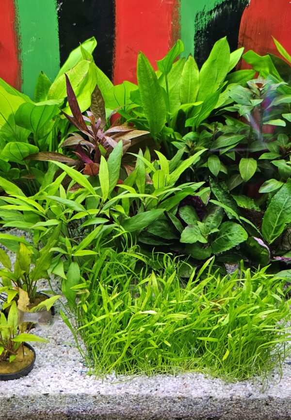 Alle aquariumplanten in pot -/- 15%